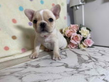 フレンチブルドッグ子犬
