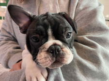 フレンチブルドッグ子犬
