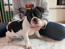 フレンチブルドッグ子犬