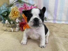 フレンチブルドッグ子犬