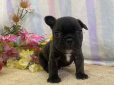 フレンチブルドッグ子犬