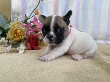 フレンチブルドッグ子犬