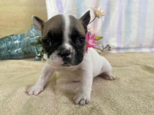 フレンチブルドッグ子犬