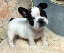 フレンチブルドッグ,ブリーダー